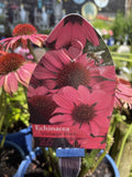 ECHINACEA SUN MAGIC VINTAGE RED 1800MM