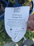 ECHINACEA SUN MAGIC VINTAGE RED 1800MM