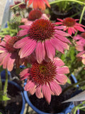 ECHINACEA SUN MAGIC VINTAGE RED 1800MM