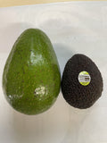 AVOCADO JALA 'JA1A' 5LTR