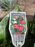 ANTHURIUM BLACK BEAUTY 14CM