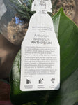 ANTHURIUM BLACK BEAUTY 14CM