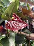 ANTHURIUM BLACK BEAUTY 14CM