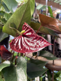 ANTHURIUM BLACK BEAUTY 14CM