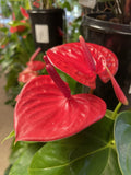 ANTHURIUM CASANOVA 14CM