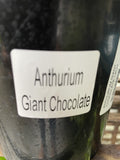 ANTHURIUM GIANT CHOCOLATE 14CM