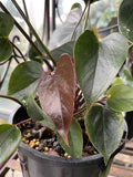 ANTHURIUM GIANT CHOCOLATE 14CM
