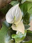 ANTHURIUM WHITE WINTER 20CM