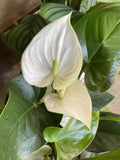 ANTHURIUM WHITE WINTER 20CM