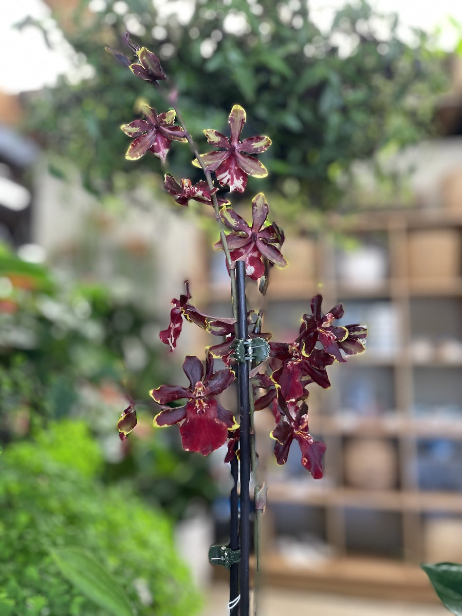 ONCIDIUM 3.5'' POTS MIXED – Poyntons Nursery