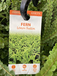 NEPHROLEPIS CORDIFOLIA DUFFI HANGING BASKET 27CM 