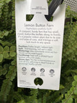 NEPHROLEPIS CORDIFOLIA DUFFI HANGING BASKET 27CM 