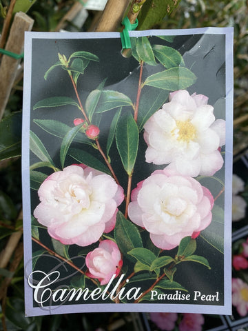 CAMELLIA PARADISE PEARL 25CM