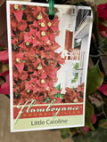BOUGAINVILLEA LITTLE CAROLINE 20CM