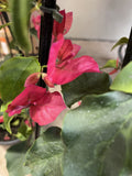 BOUGAINVILLEA LITTLE CAROLINE 20CM