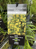 ACACIA LEPROSA WEEPING CINNAMON WATTLE 14cm
