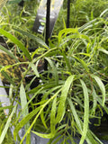 ACACIA LEPROSA WEEPING CINNAMON WATTLE 14cm