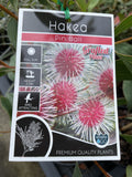 HAKEA LAURINA X PETIOLARIS PIN BALL GRAFTED 20CM
