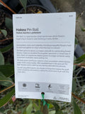 HAKEA LAURINA X PETIOLARIS PIN BALL GRAFTED 20CM