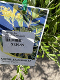 GREVILLEA OLIVACEA YELLOW 33CM