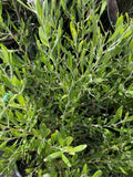 GREVILLEA OLIVACEA YELLOW 33CM