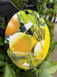 LEMON LEMONICIOUS TRELLIS 33CM