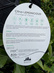 LEMON LEMONICIOUS TRELLIS 33CM