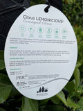 LEMON LEMONICIOUS TRELLIS 33CM