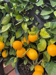 LEMON LEMONICIOUS TRELLIS 33CM