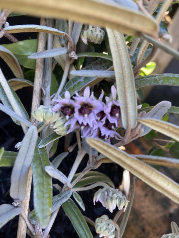 LASIOPETALUM ANGUSTIFOLIA 14CM