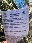 LASIOPETALUM ANGUSTIFOLIA 14CM