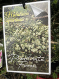 MELALEUCA SQUARROSA PROSTRATE 14CM