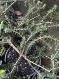 MELALEUCA SQUARROSA PROSTRATE 14CM