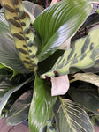 INDOOR TRIPLE PLANTED BOWL 27CM