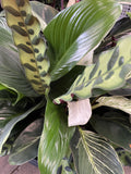 INDOOR TRIPLE PLANTED BOWL 27CM