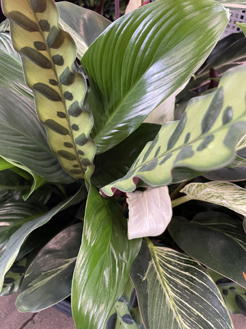 INDOOR TRIPLE PLANTED BOWL 27CM
