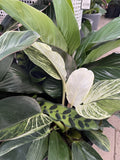 INDOOR TRIPLE PLANTED BOWL 27CM