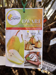 PEAR DWARF SWEET REWARD BARE ROOT