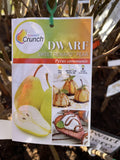 PEAR DWARF SWEET REWARD BARE ROOT