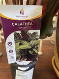 CALATHEA WHITE CLOUD 9CM