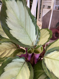 CALATHEA WHITE CLOUD 9CM