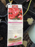 ROSE STANDARD DELBARD GRIMALDI 3FT BARE ROOT 
