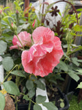 ROSE STANDARD DELBARD GRIMALDI 3FT BARE ROOT 
