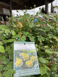 ROSE STANDARD DAVID AUSTIN THE POET'S WIFE 3FT BARE ROOT 