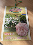 ROSE FLOWER CARPET APPLE BLOSSOM WEEPER 6FT BARE ROOT 