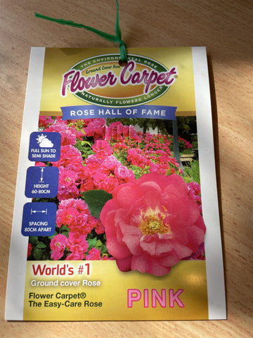 ROSE FLOWER CARPET PINK WEEPING 6FT BARE ROOT