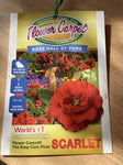 ROSE FLOWER CARPET SCARLET WEEPING 6FT BARE ROOT
