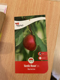NECTARINE DWARF ARCTIC ROSE BARE ROOT