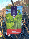 CERCIS CANADENSIS AURELIAN BARE ROOT POTTED 
