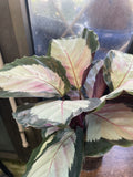 HYDRO PLANT MEDIUM